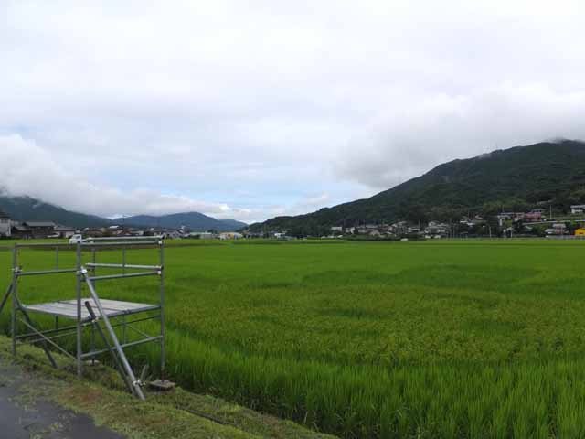 八月二十六日時点の画像