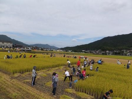 田んぼに人が入っていく写真