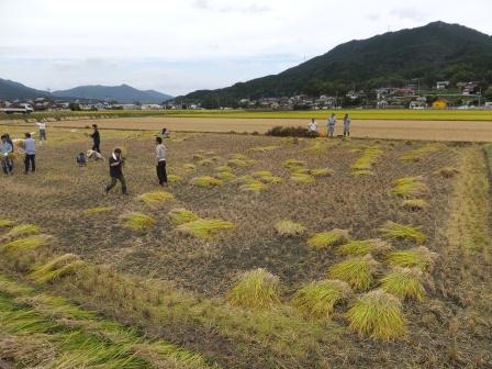 稲刈りの写真