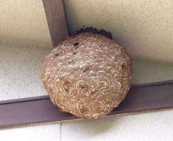 スズメバチの巣　造り酒屋の軒先にある杉玉に似ていて特徴的な模様です