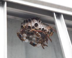 アシナガバチの巣　六角形の穴がたくさん見えます