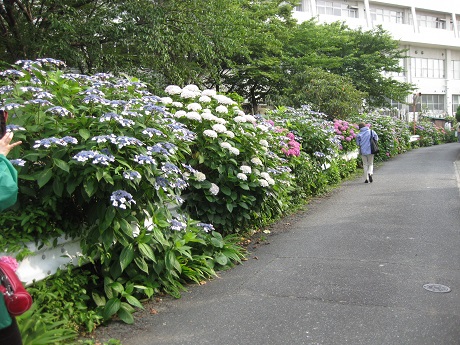 あじさい通りの写真