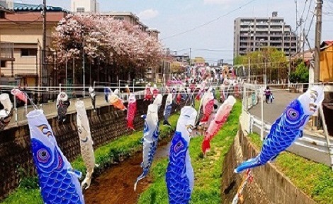 こいのぼりの写真