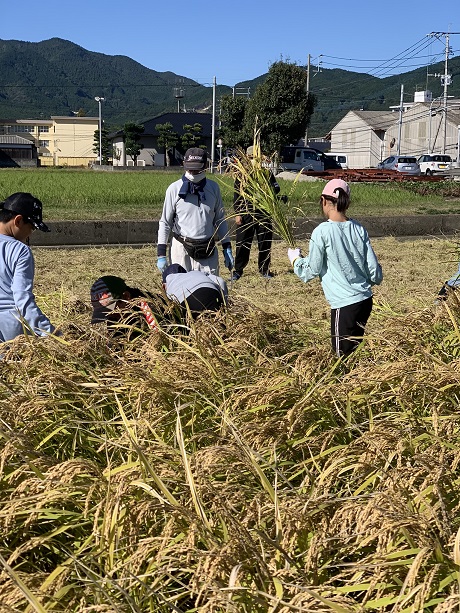 稲刈りの写真