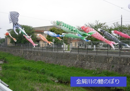 金屑川の鯉のぼりの写真