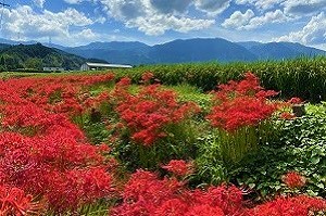 脇山の彼岸花の写真