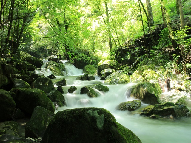 夏の野河内渓谷