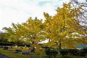 脇山中央公園のイチョウの写真