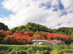 曲渕の紅葉の写真