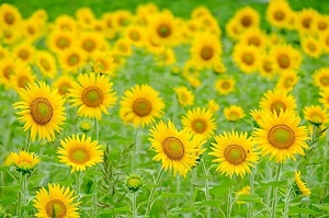 脇山のひまわり畑の写真