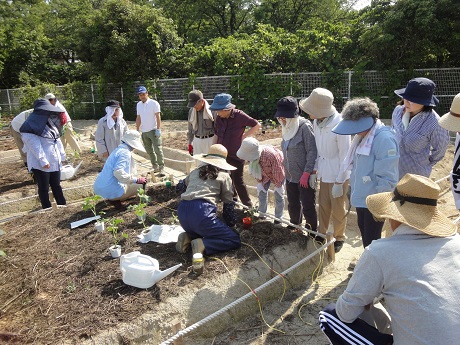 共同農園の写真2枚目