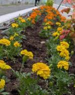 地域の皆さんの手で植えられたマリーゴールド