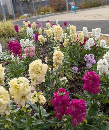 田隈中公園の花壇