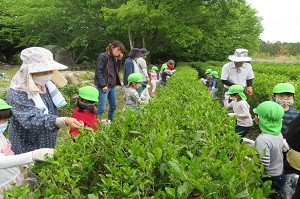 茶摘みの様子