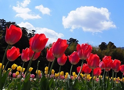 内野のチューリップ畑の写真
