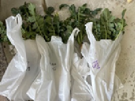 収穫した大根の画像