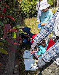 子ども達が白いトレーの上にダンゴムシを放して、観察しているようす