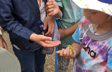 ８㎝ほどの青虫を手に乗せて観察する女の子と、順番を待つ男の子達