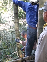 竹を伐りだす様子