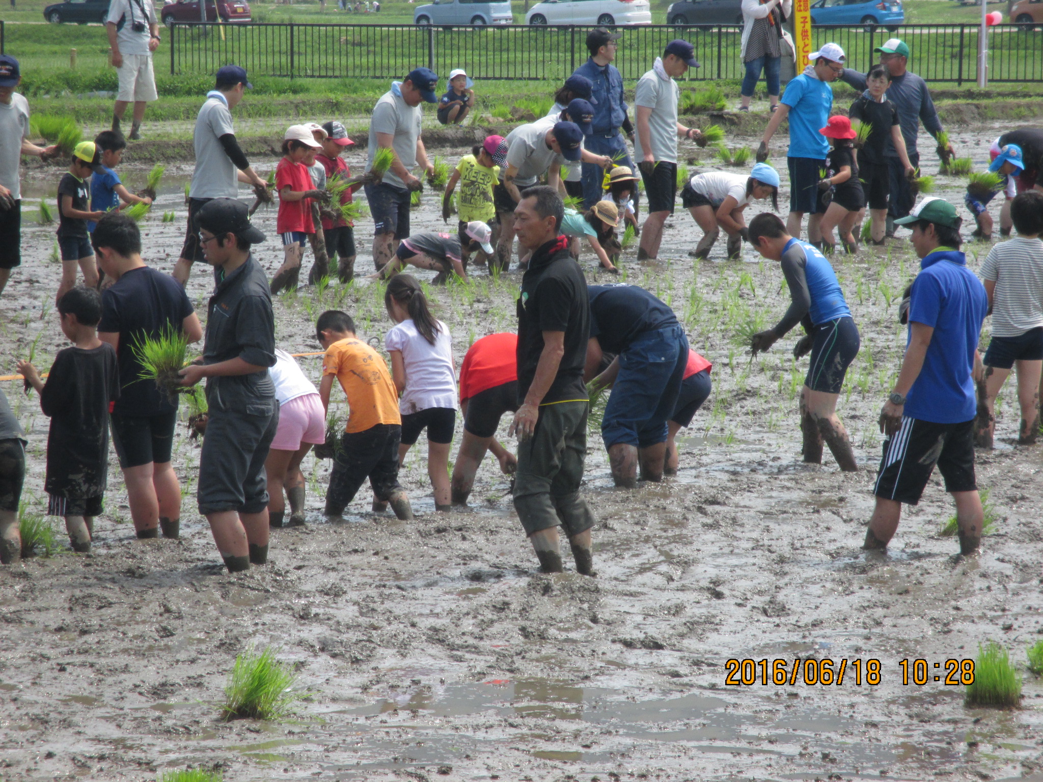 ひとつひとつ丁寧に苗を植えていきます