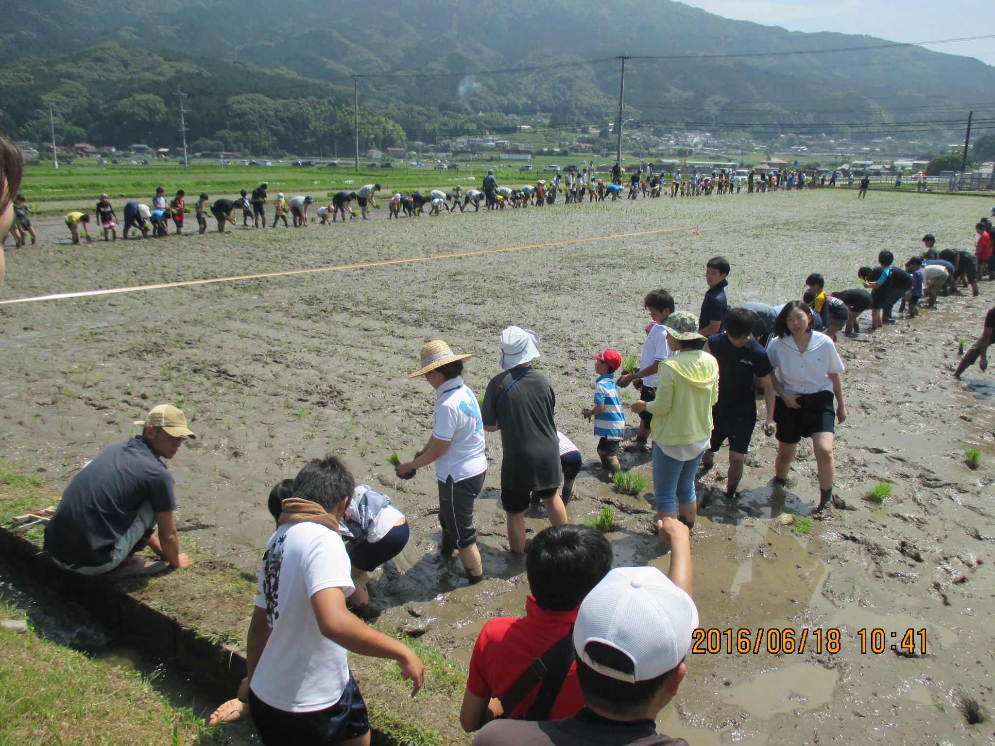 列になり，苗を植える参加者たち