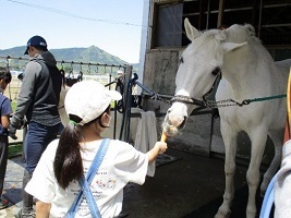 ポニーテールの女の子がポニーに人参をあげる写真