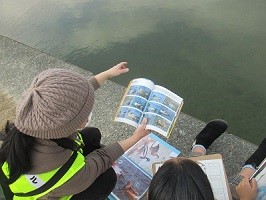 子どもが鴨の種類を図鑑で調べている様子の写真