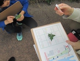 植物の色や形を分類中の写真