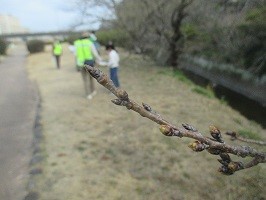 桜のつぼみが少し膨らんでいる写真