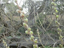 ふわふわした毛のつぼみの写真