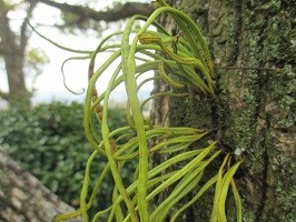 大きな木に寄生する「しのぶ草」の写真