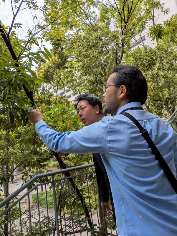 イヌシデの説明を受ける市長