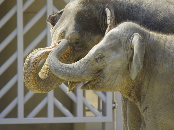 動物園の中でも大人気のアジアゾウの親子が、鼻を絡ませている様子