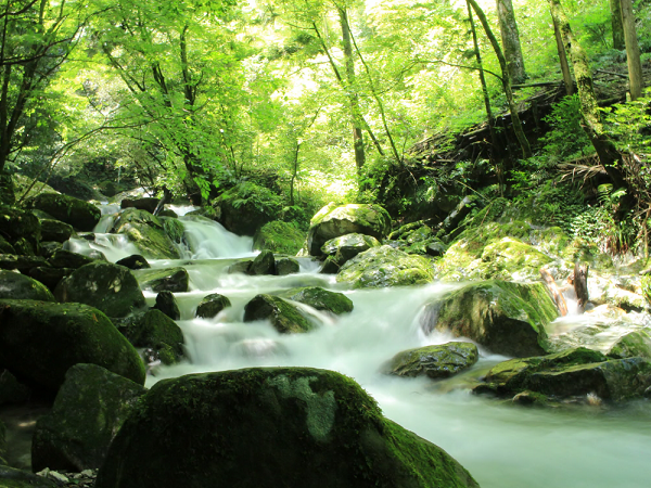 豊富な水量と緑が美しい野河内渓谷（のごうちけいこく）のワンショット