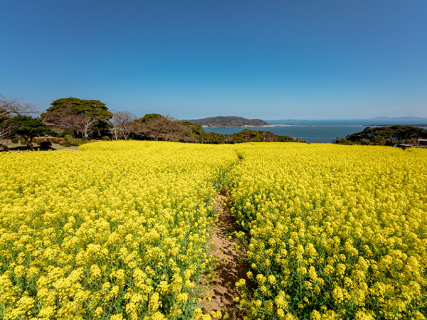 能古島にある広大な花畑。写真では菜の花が一面に咲き乱れている