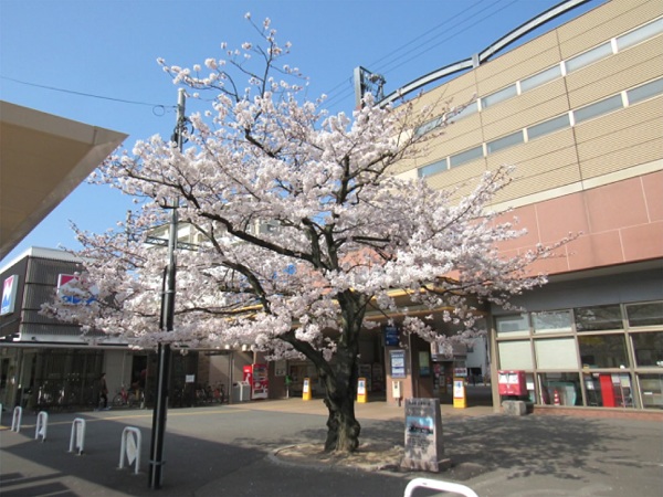 松本清張の小説『点と線』の舞台となった西鉄香椎駅の前にある「清張桜」と呼ばれる一本の桜