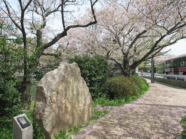 福岡市南区桧原にある「桧原桜」と、その記念碑