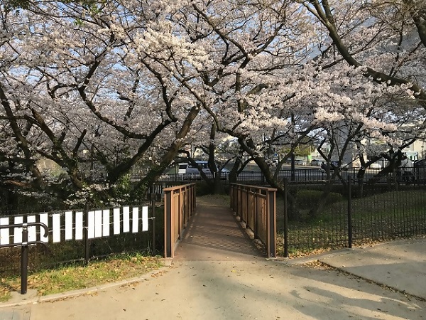 整備され、地域の人々の憩いの場となった「桧原桜公園」