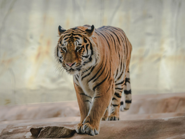 堂々とた様子の、ネコ科最大の希少種であるアムールトラ