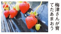 梅津(うめつ)さんが育てたあまおうの写真