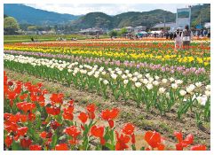 内野チューリップ畑の写真