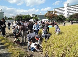 稲刈り体験の画像