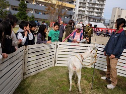 ふれあい動物ミニ広場の画像