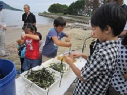 アマモ苗つくりをしている画像