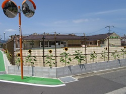 飯原保育園のひまわりの写真