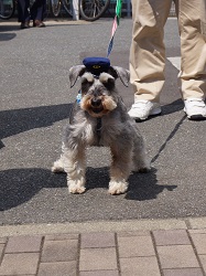 犬のおまわりさんの写真
