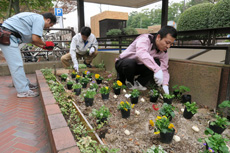大濠公園花壇植栽の写真