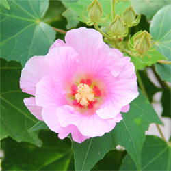 夏の花「フヨウ」の写真