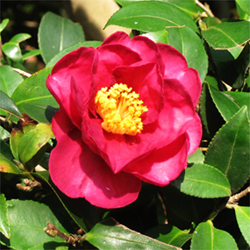 冬の花「サザンカ」の写真