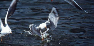 海の鳥「ユリカモメ」の写真